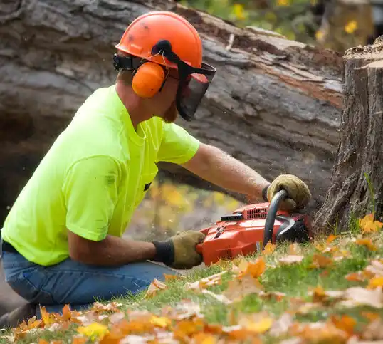 tree services Taylor Creek